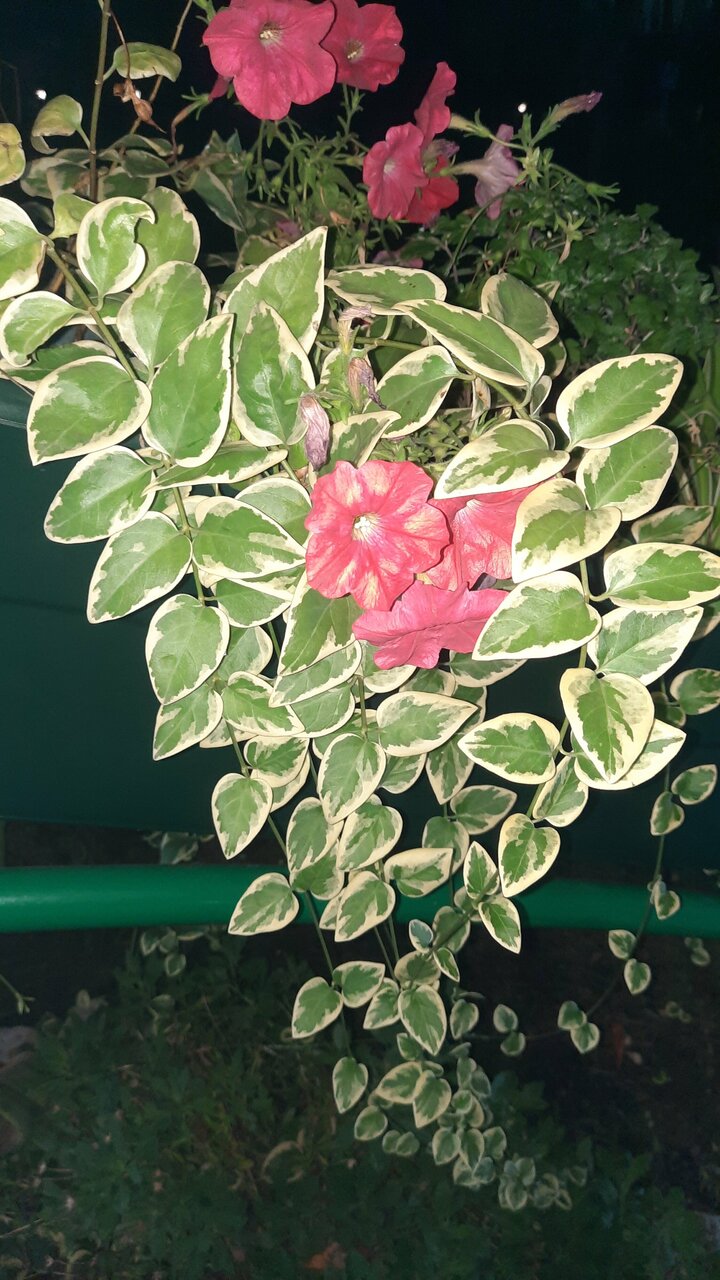 Гостиница В гостях у Анны Адлер-58